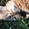 Pet Guidebook: Save Money on Pets and Their Accessories Without Breaking Bank