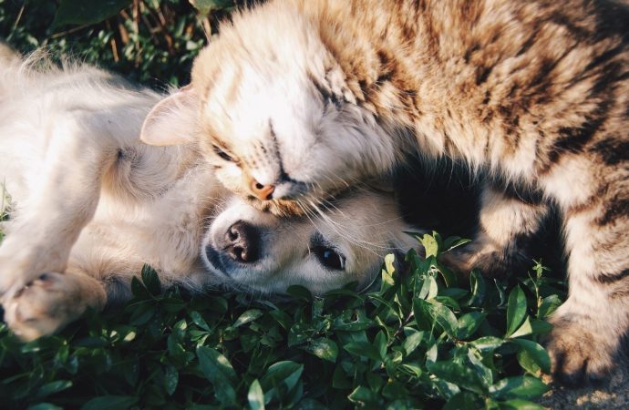 Pet Guidebook: Save Money on Pets and Their Accessories Without Breaking Bank